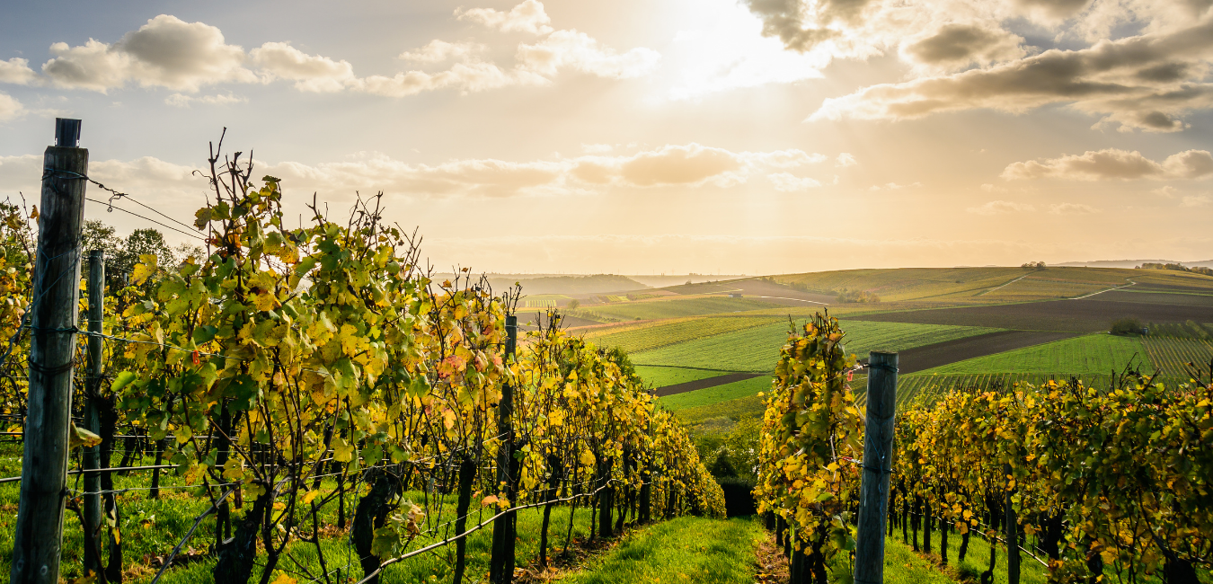 les sarments dans la vigne du Seigneur